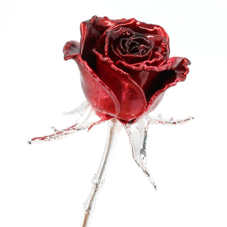 dark red enamel preserved real rose on white background
