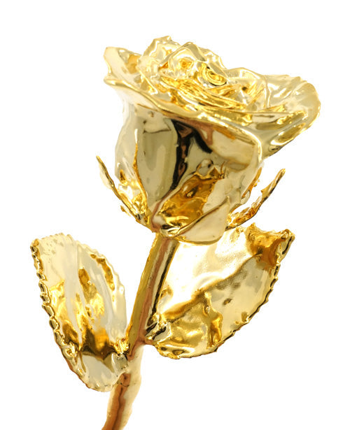 Gold plated rose on a white background