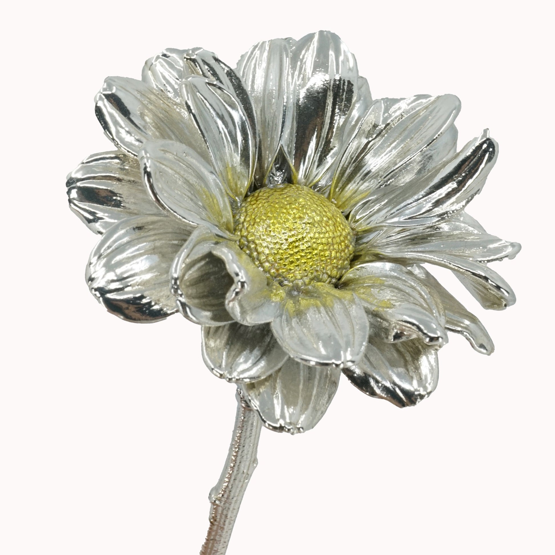 silver covered real daisy on white background