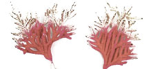 Coral Gifts