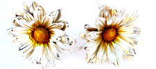 Gold & Silver Daisies