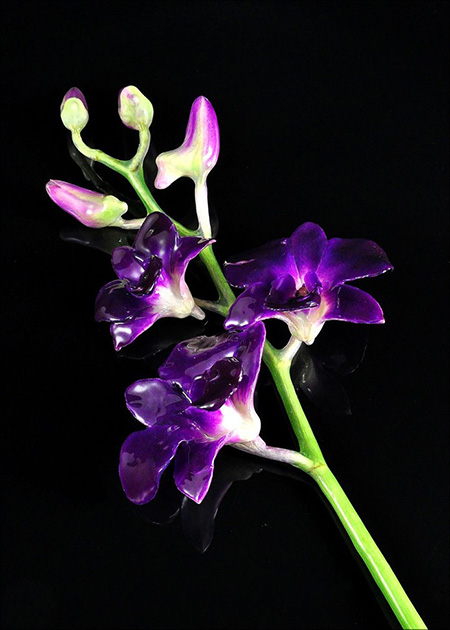 Lacquer coated purple orchid